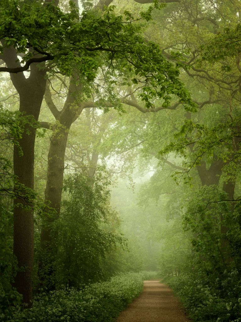 Forest path in the mist