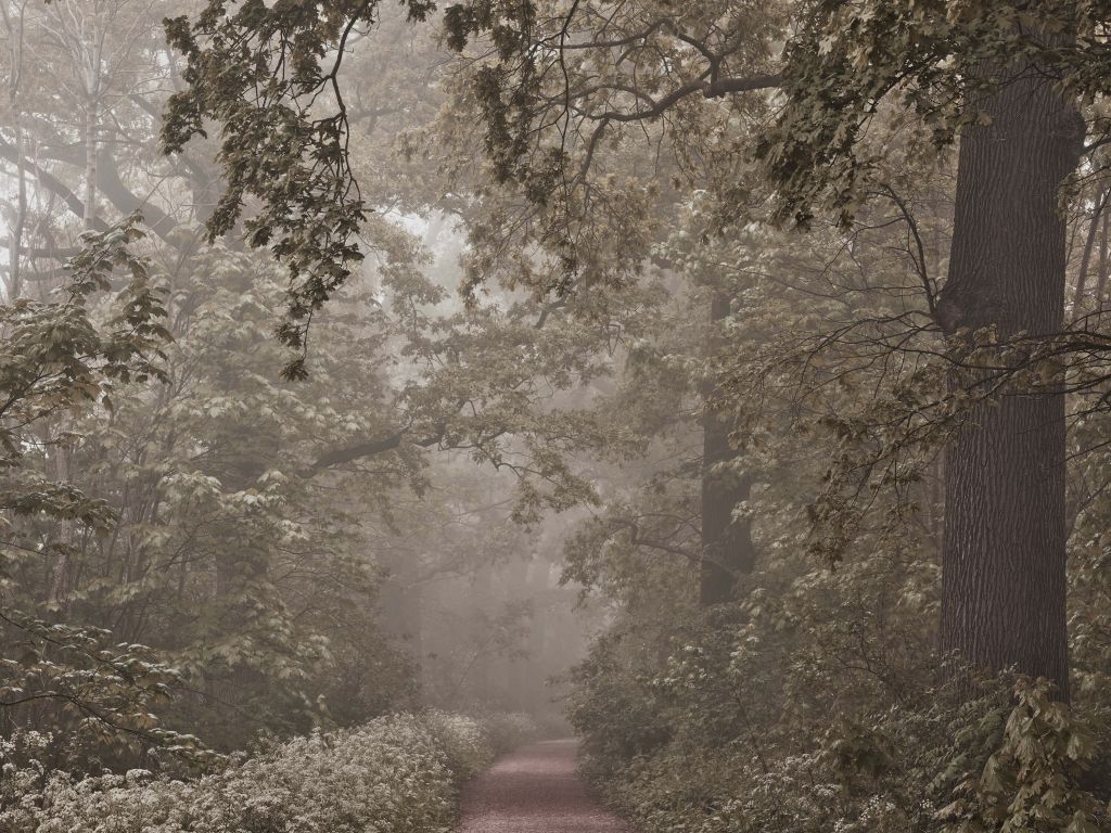 Path through misty forest