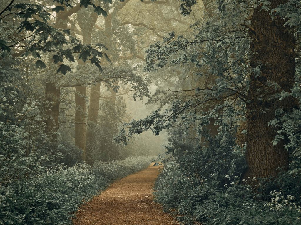 Path through forest with fog