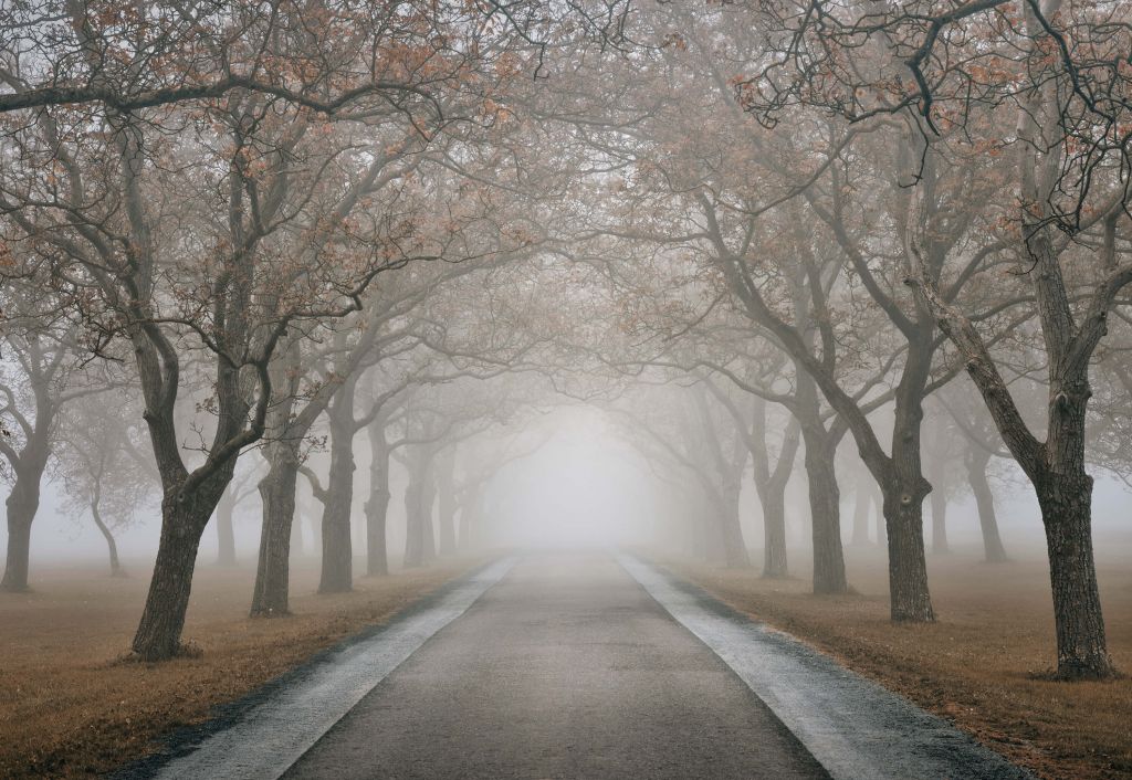 Road with old trees