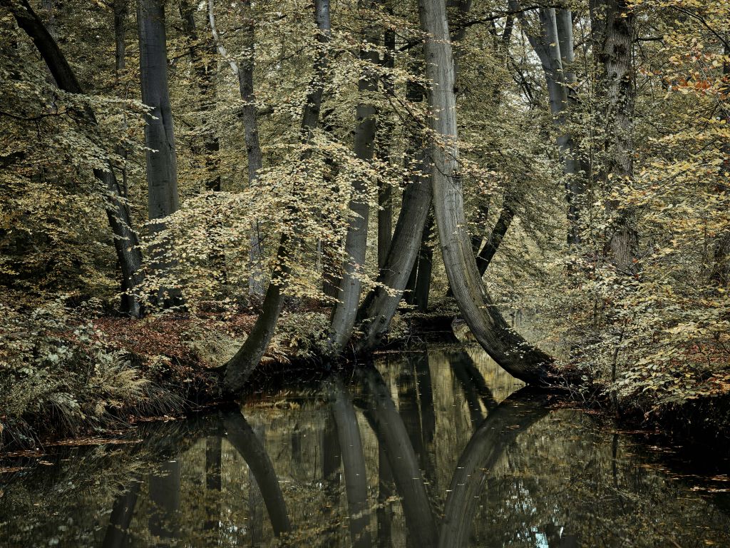 Stream with hanging trees