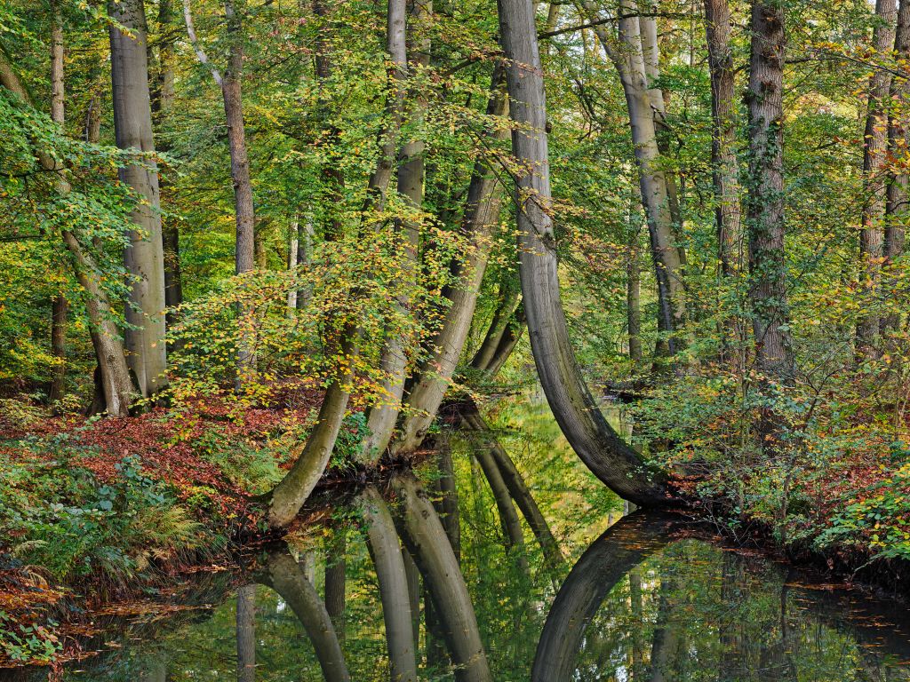 Reflection of bent trees