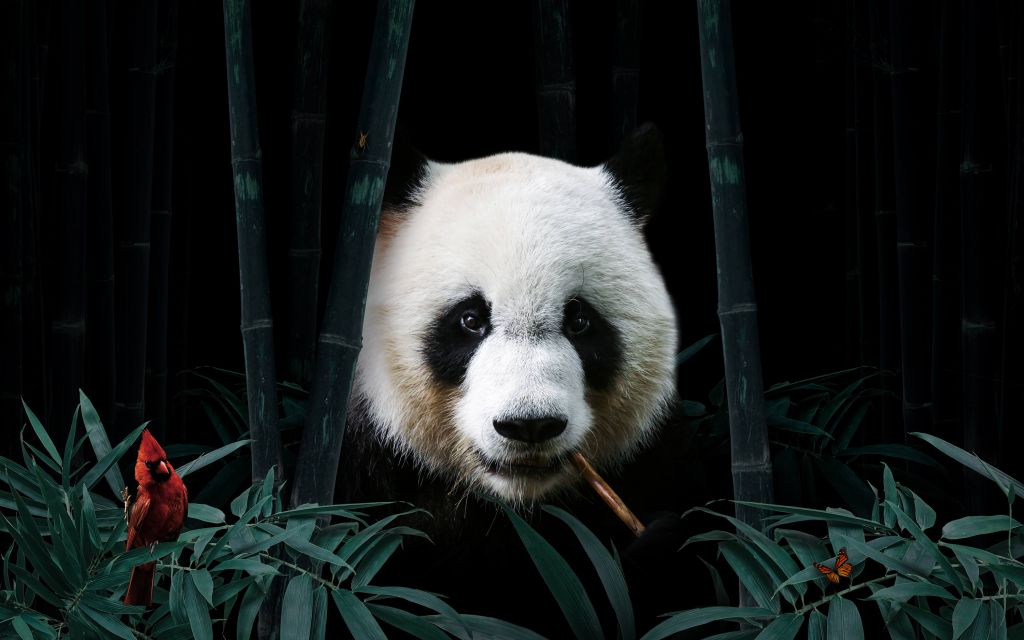 Panda