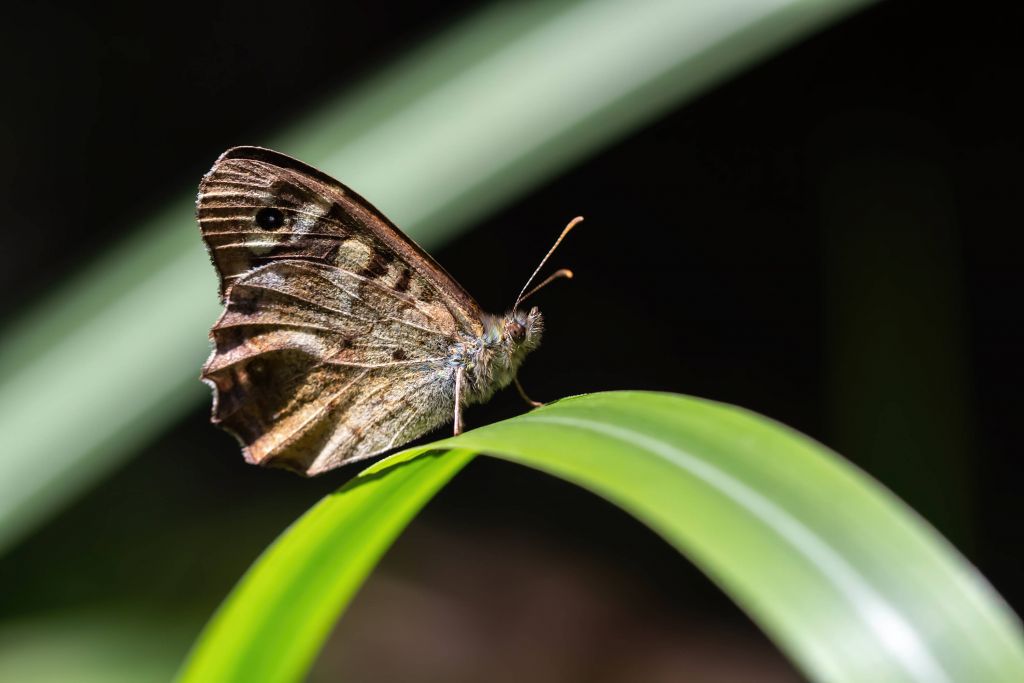 Brown Butterfly in Abstract