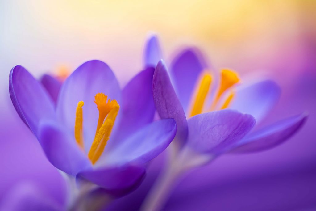 Dreamy Purple Crocuses