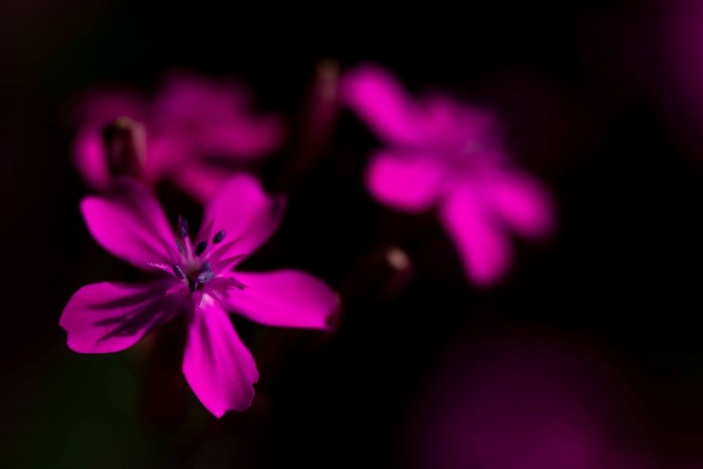 Bright Pink Flower Explosion