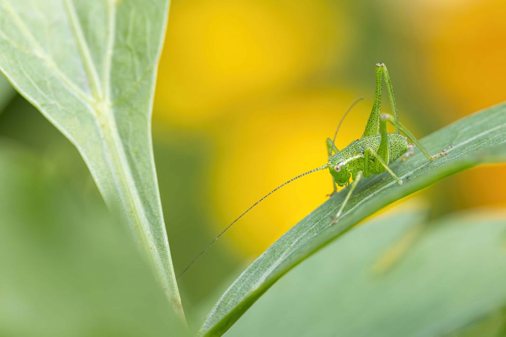 Grasshopper on a Sage Leaf