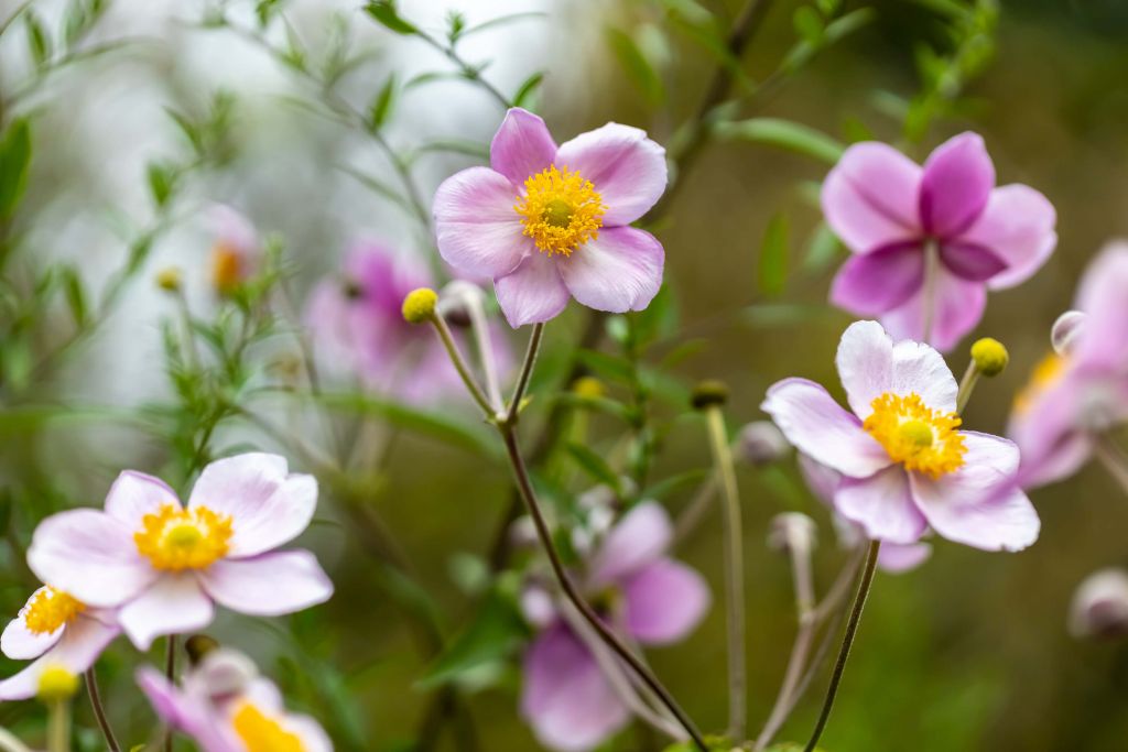 Jungle of Pink Flowers