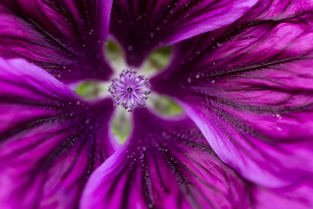 Kaleidoscope Flower