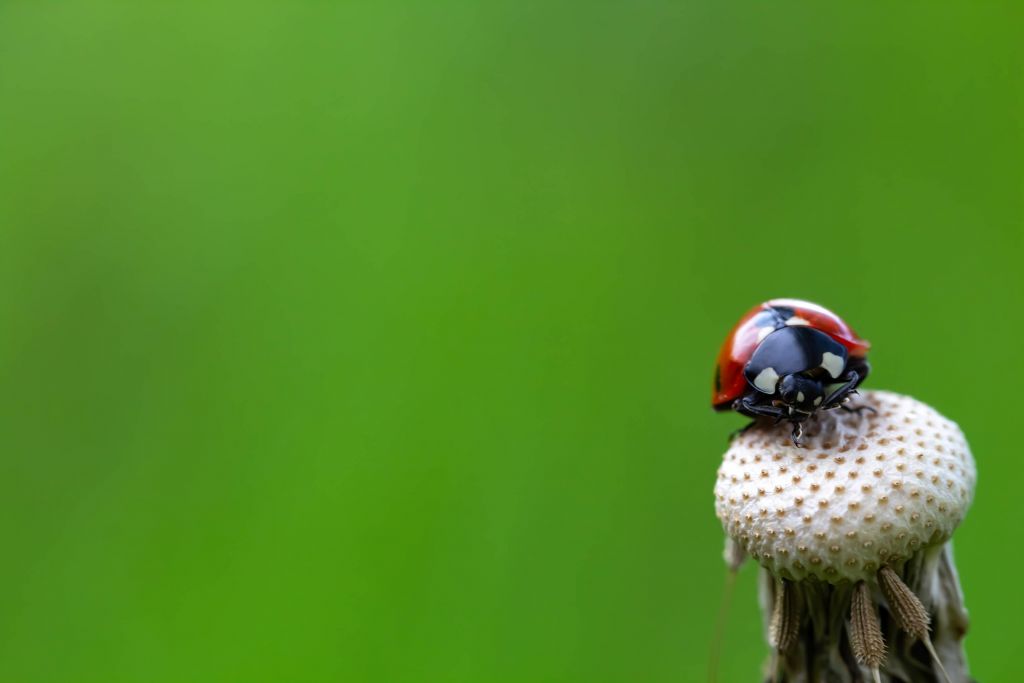 Ladybird Sitting on a Dandelion