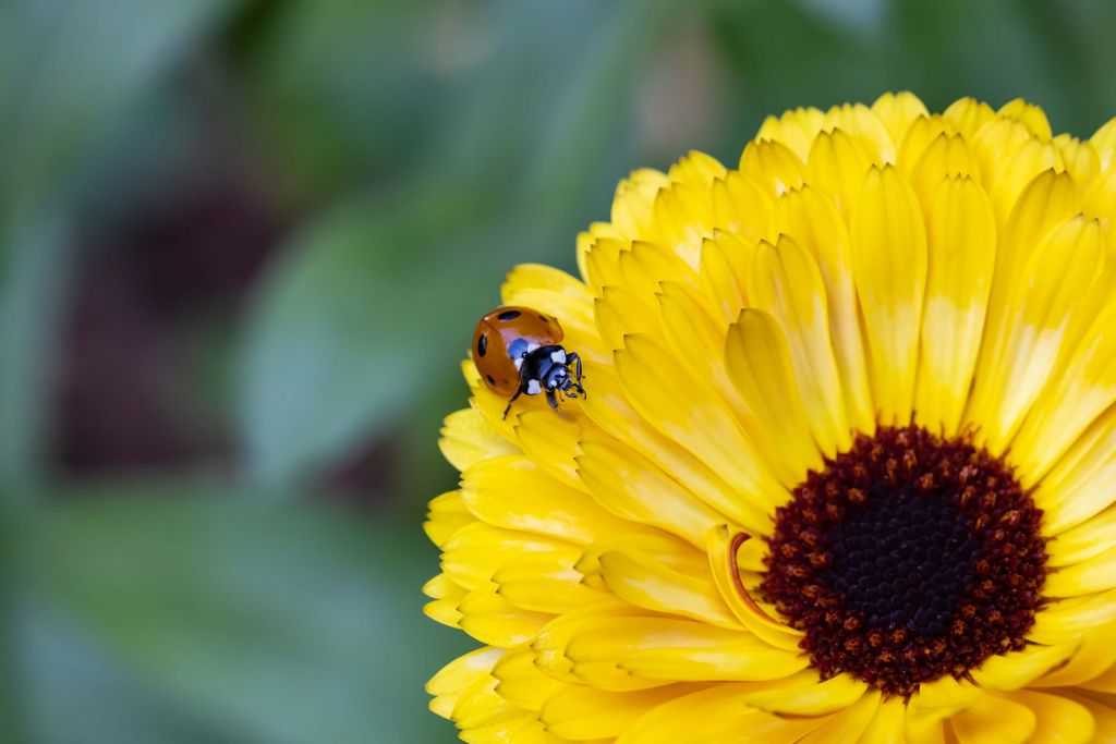 Ladybird on a Marigold