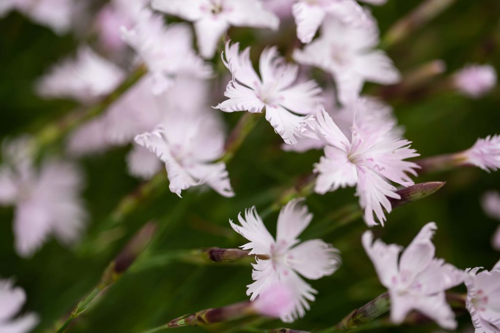 Little Pink Flowers in the Wind