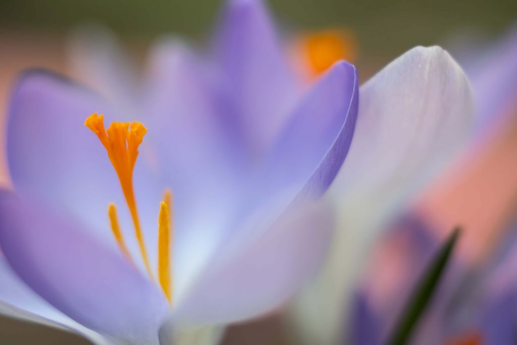 Pastel Crocuses