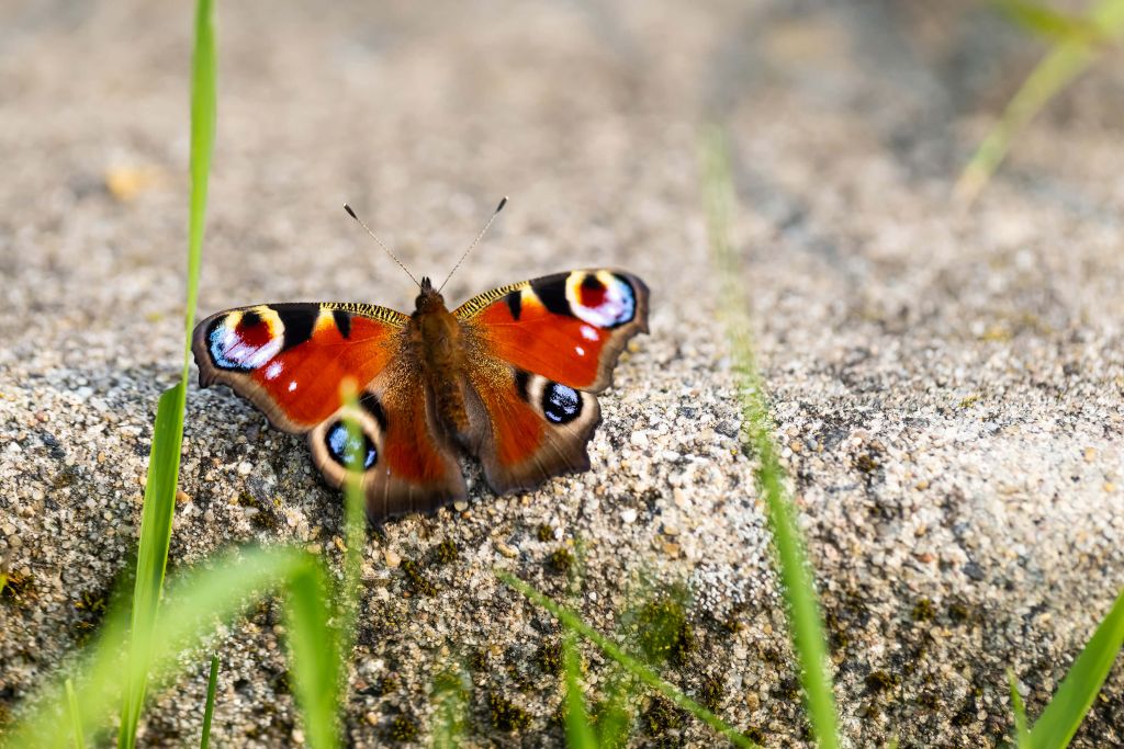 Peacock Butterfly