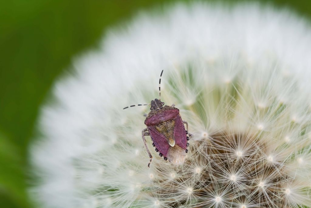 Pink Beetle on a Dandelion Bloom