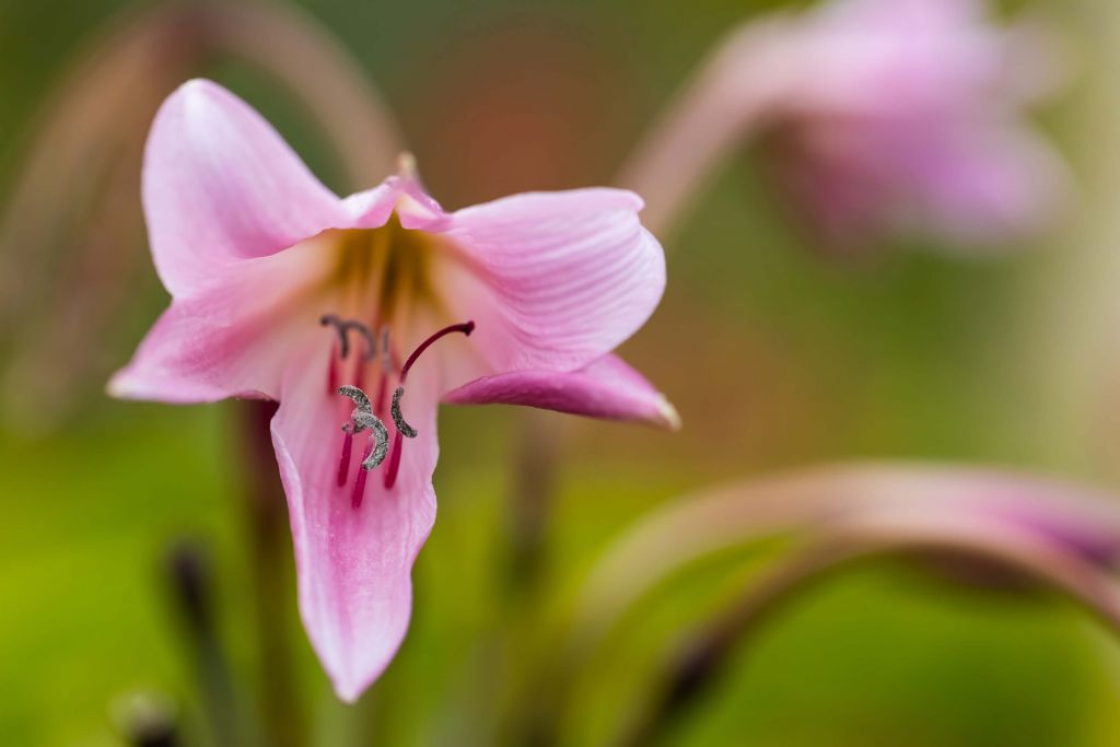 Pink Lily