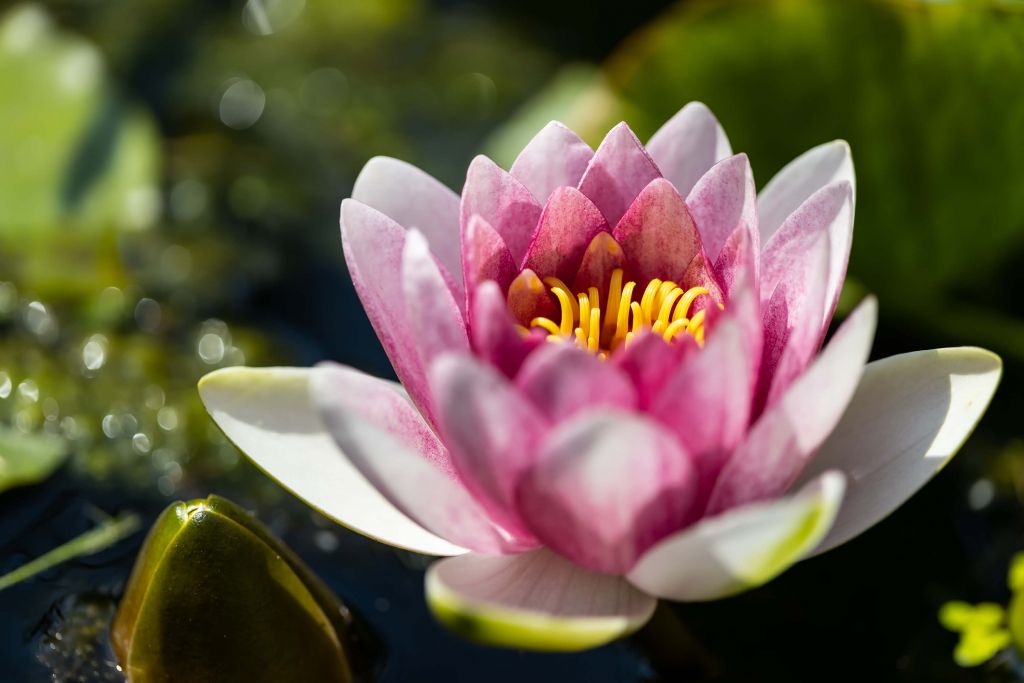 Pink Water Lily