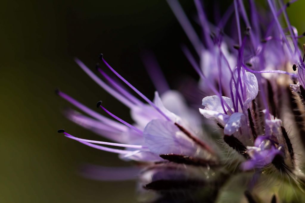 Purple in Abstract