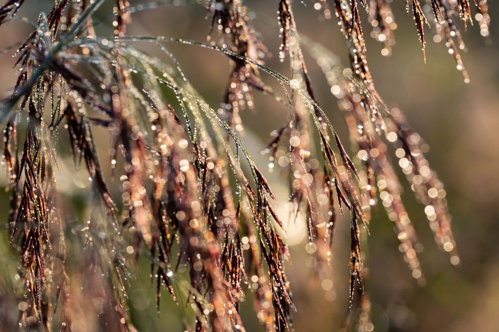 Reeds after Rainfall