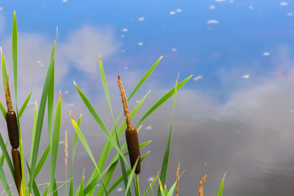 Reflections at the Pond