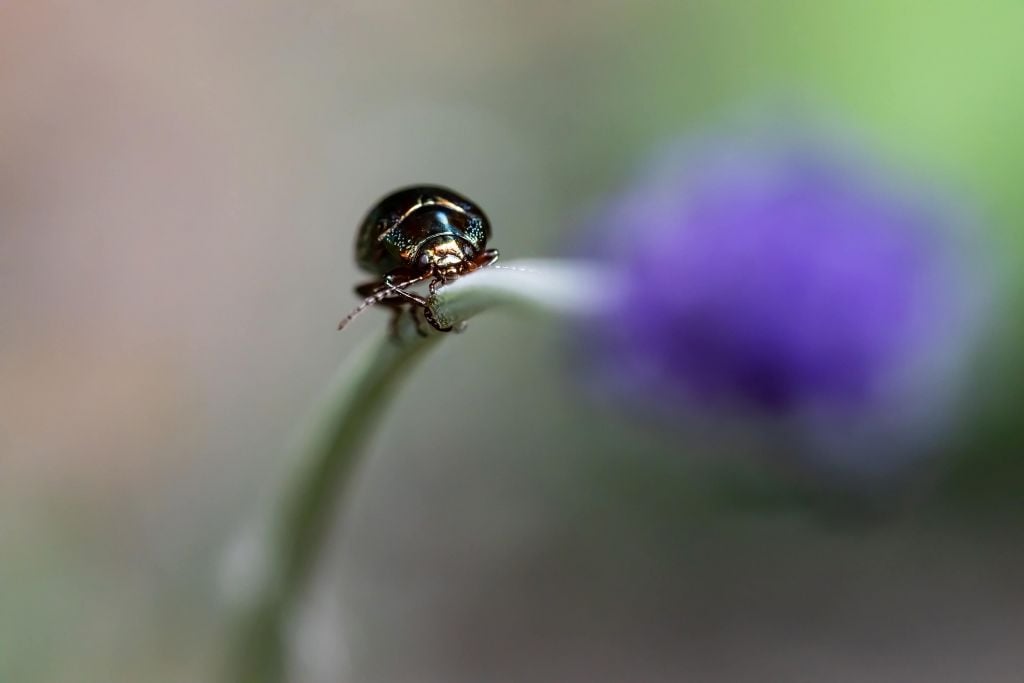 Rosemary Beetle with Lavender