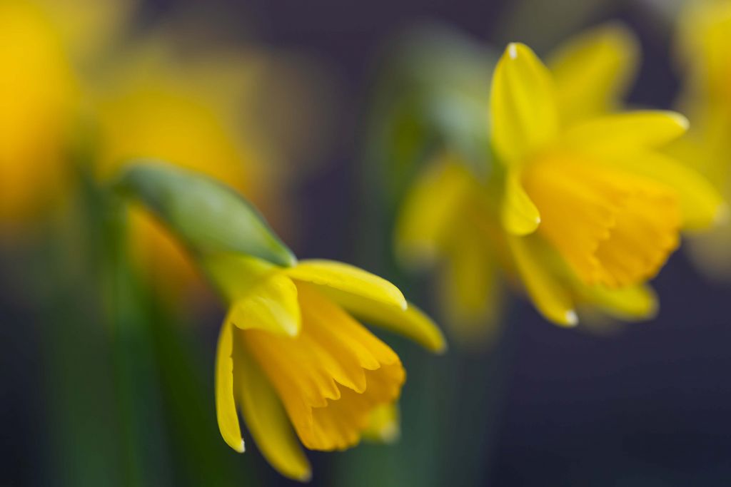 Sunny Daffodils