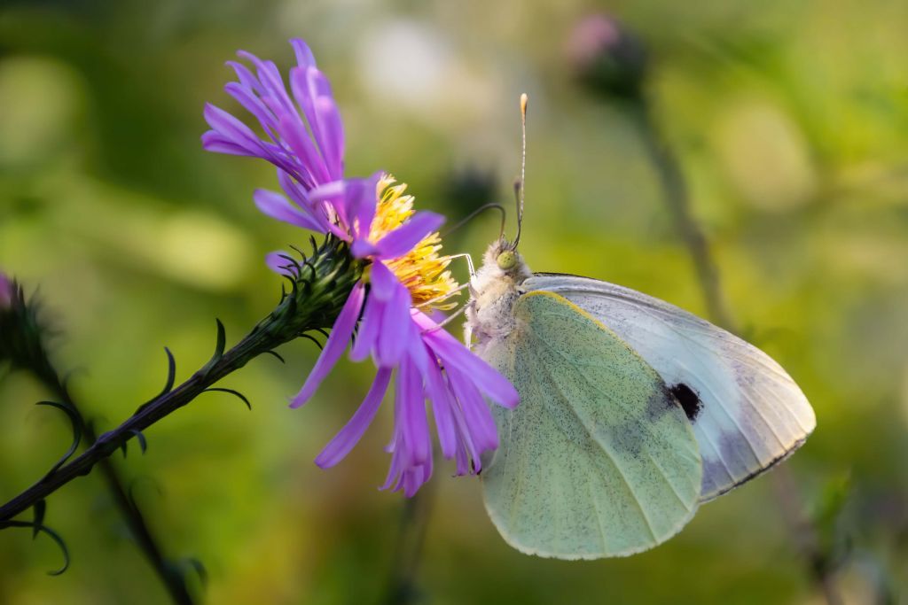 White Butterfly in the Light