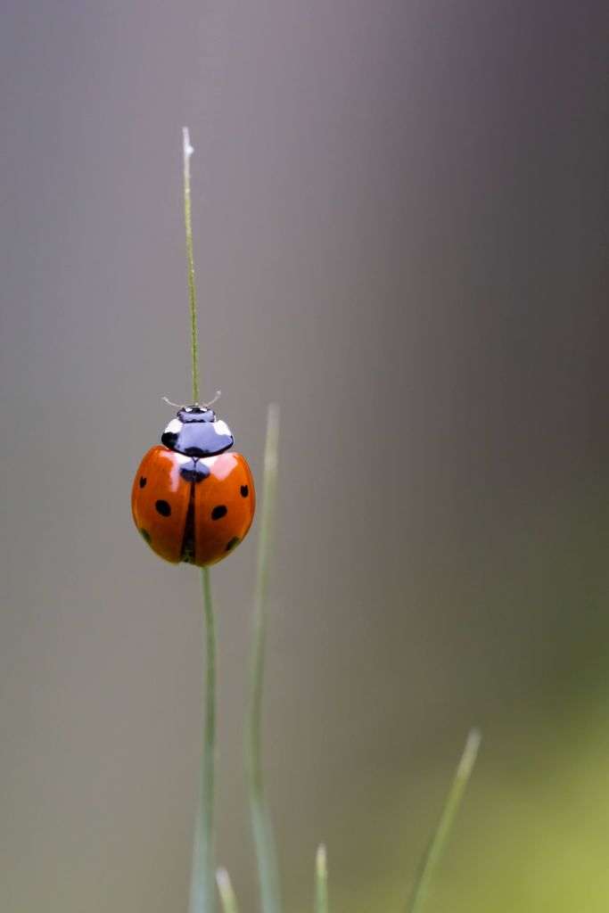 Ladybird on a blade of Grass