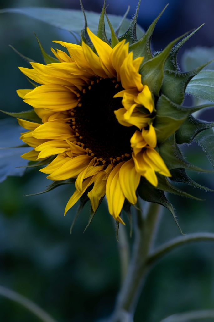 Moody Sunflower