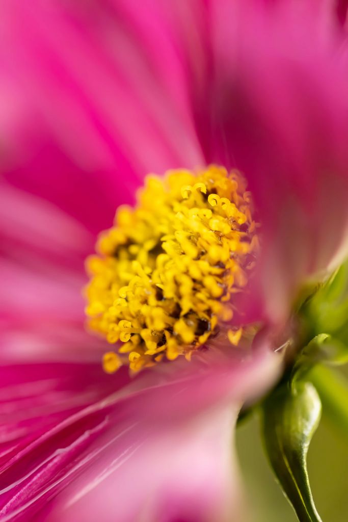 Pink Cosmos