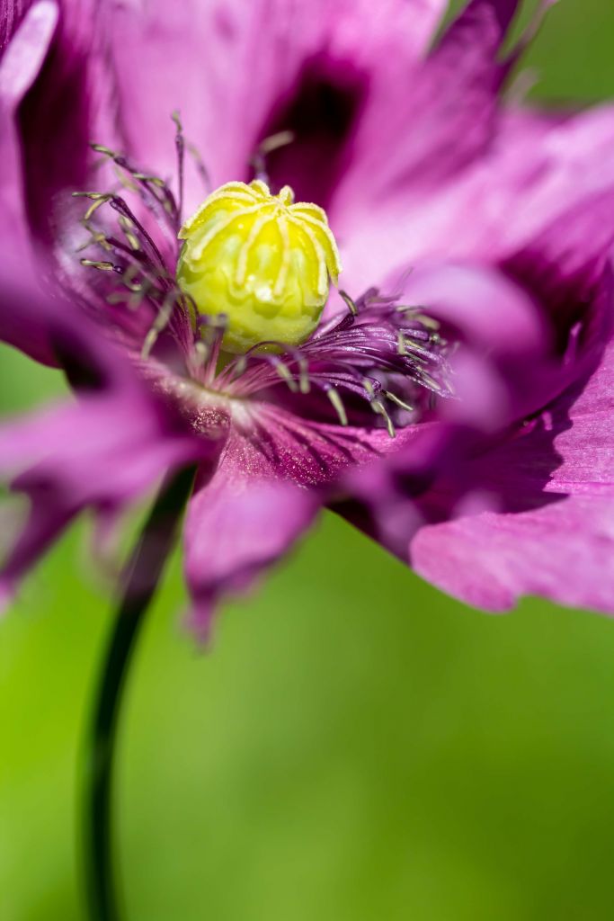 Poppy with a splash of Purple