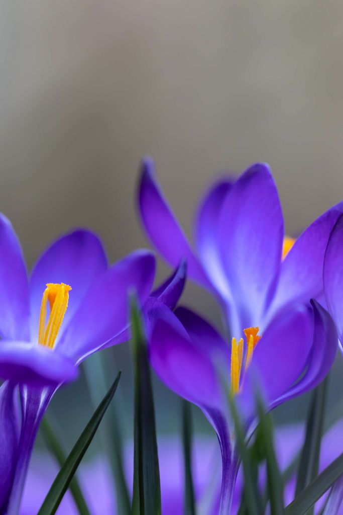 Purple Crocuses