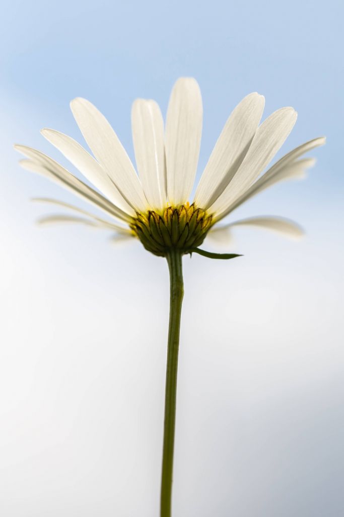 White Daisies in the Sky