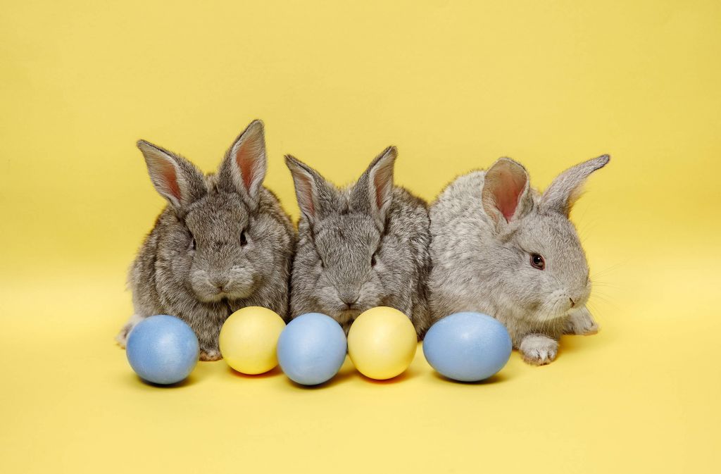 Baby rabbits with easter eggs