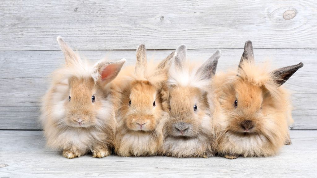 Miniature rabbits