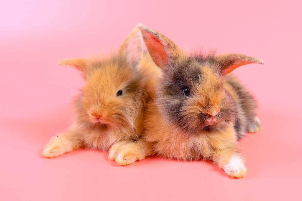 Bunnies with a pink background