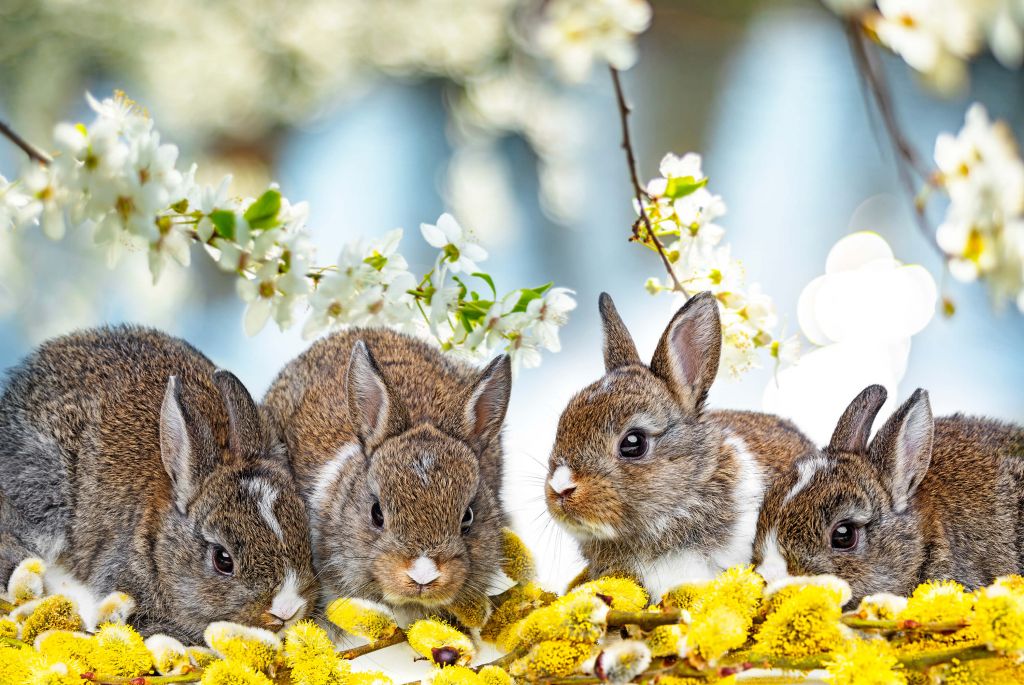 Newborn bunnies