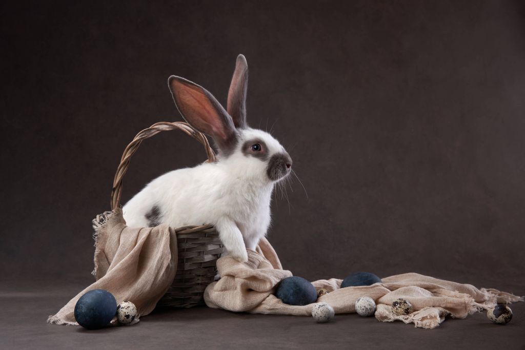 Rabbit in an easter basket