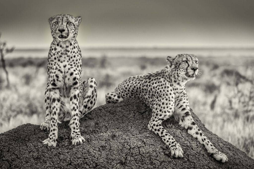 Two Cheetahs watching out