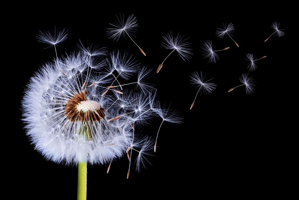 Dandelion Blowing