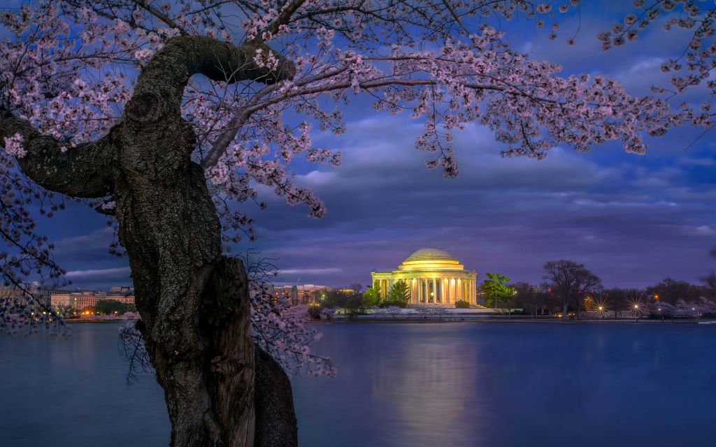 Cherry blossoms around the Jefferson Memorial