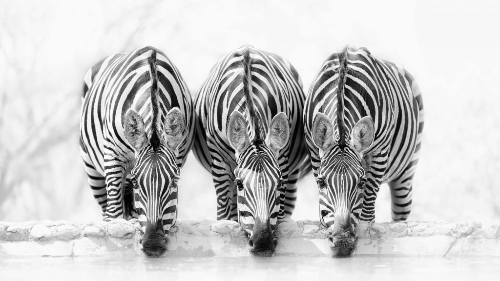 Three zebras