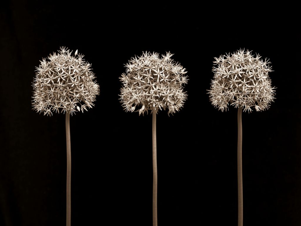 Three allium flowers in a row