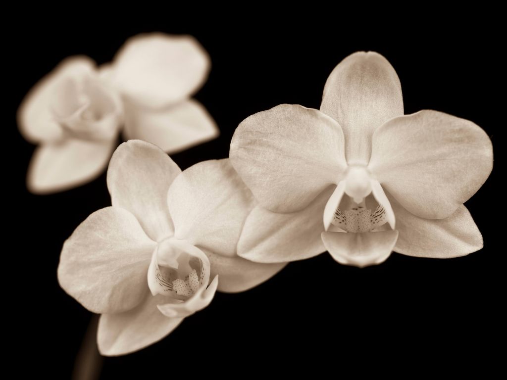 White orchids