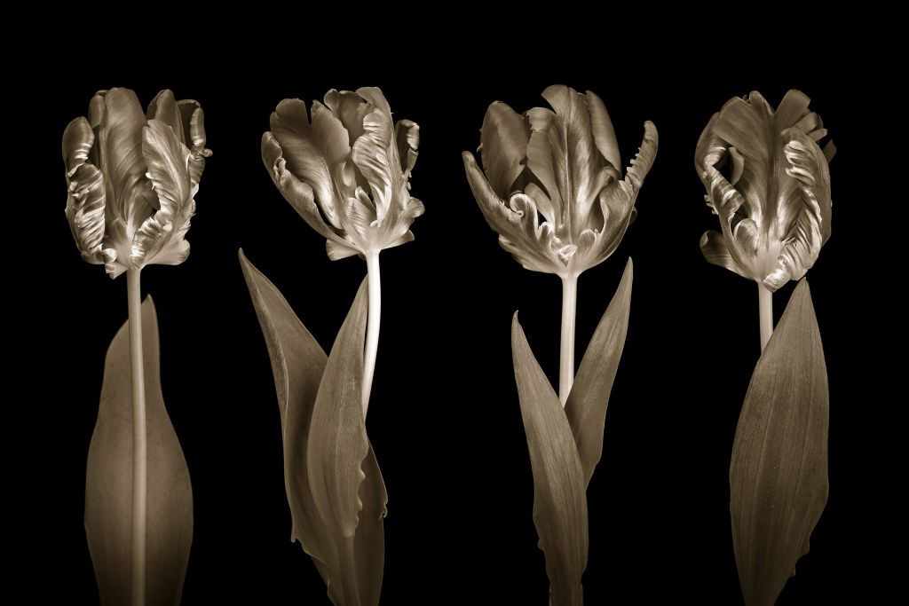 Rococo tulips
