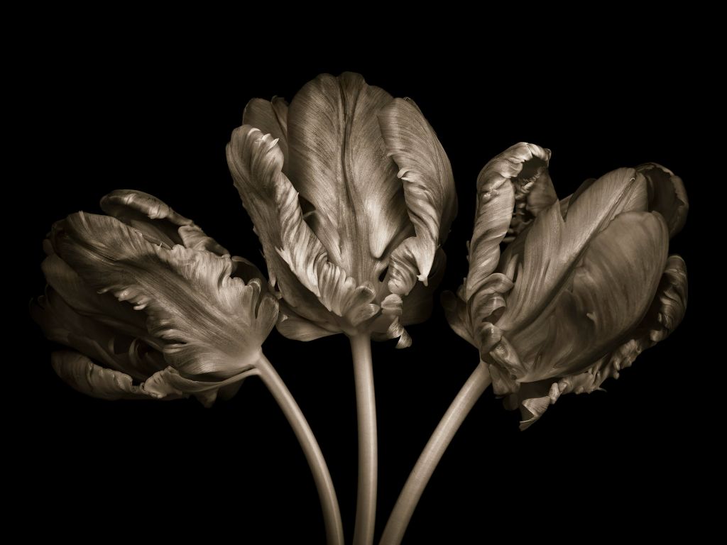 Three Rococo tulips