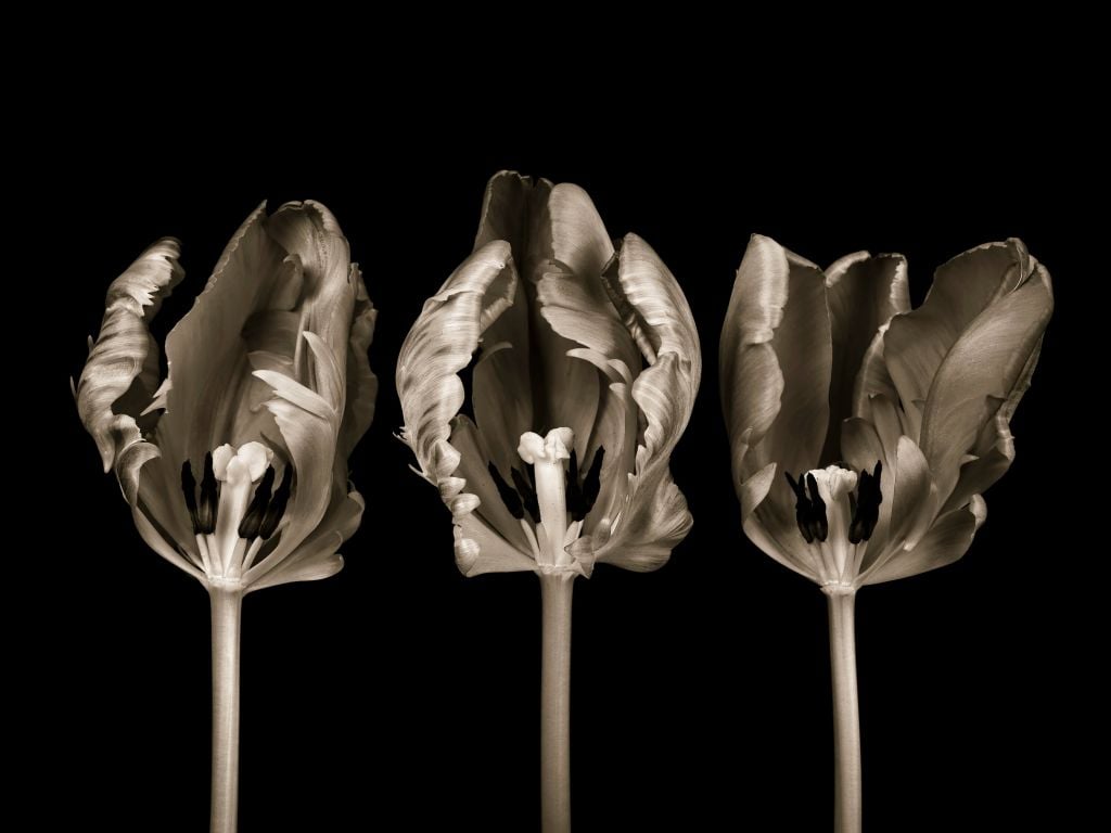 Three tulips