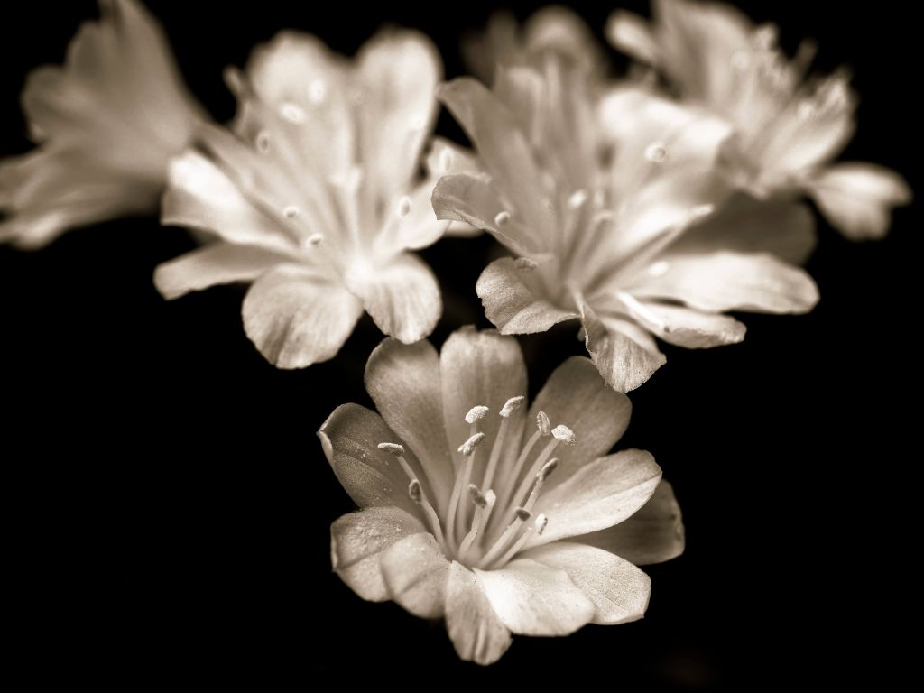 Lewisia blossom close-up