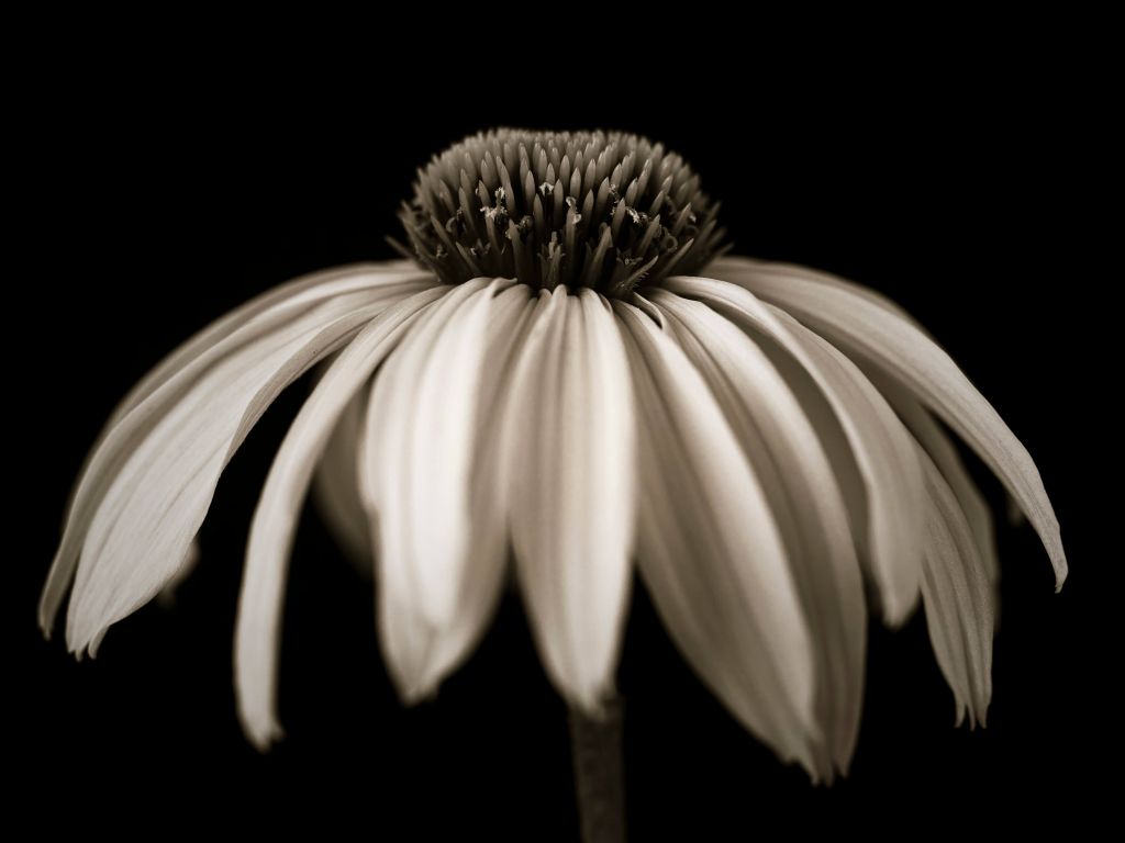 Cone flower close-up