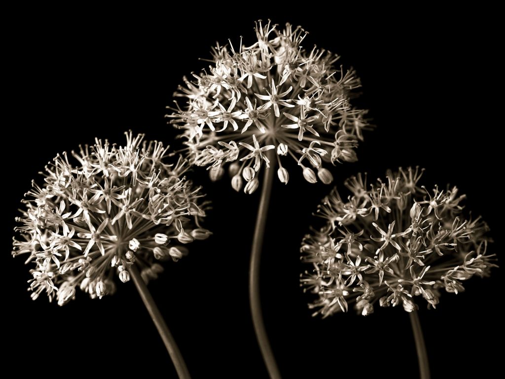 Three Alliums